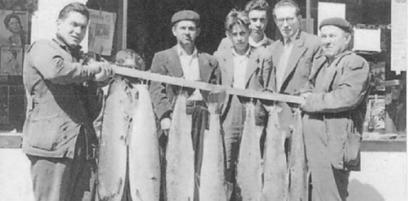 Los ríos salmoneros de España (XIII): El salmón en el río Navia, prisionero y mermado por el hormigón