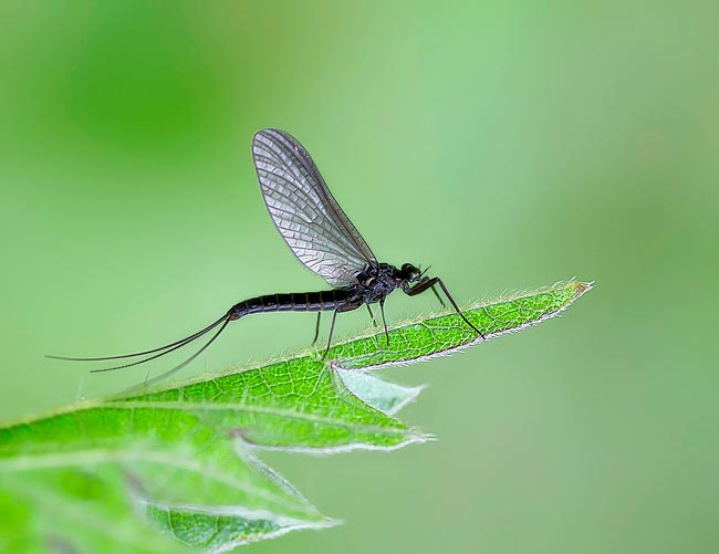 Baetis Niger, uno de los bétidos más conocidos baetis-niger-real-betidos