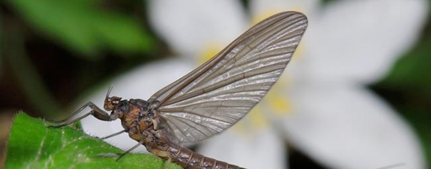 Los bétidos, otras moscas clásicas e indispensables en el arranque de temporada y…. el resto