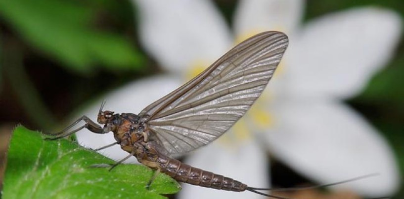 Los bétidos, otras moscas clásicas e indispensables en el arranque de temporada y…. el resto