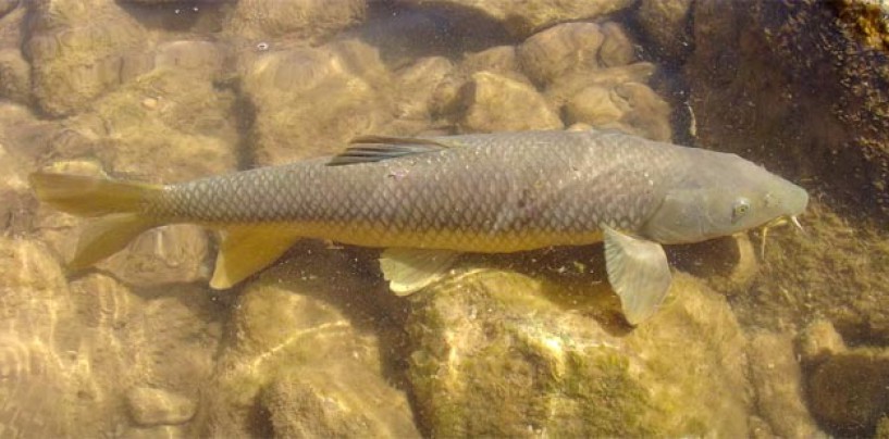 La pesca del barbo gitano: bravo, combativo, pero cada día menos abundante