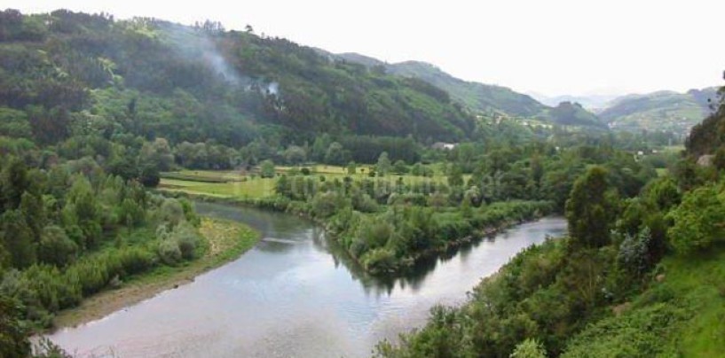 Los ríos salmoneros de España (XVI): El salmón en el Nalón-Narcea, el más salmonero pero con limitaciones