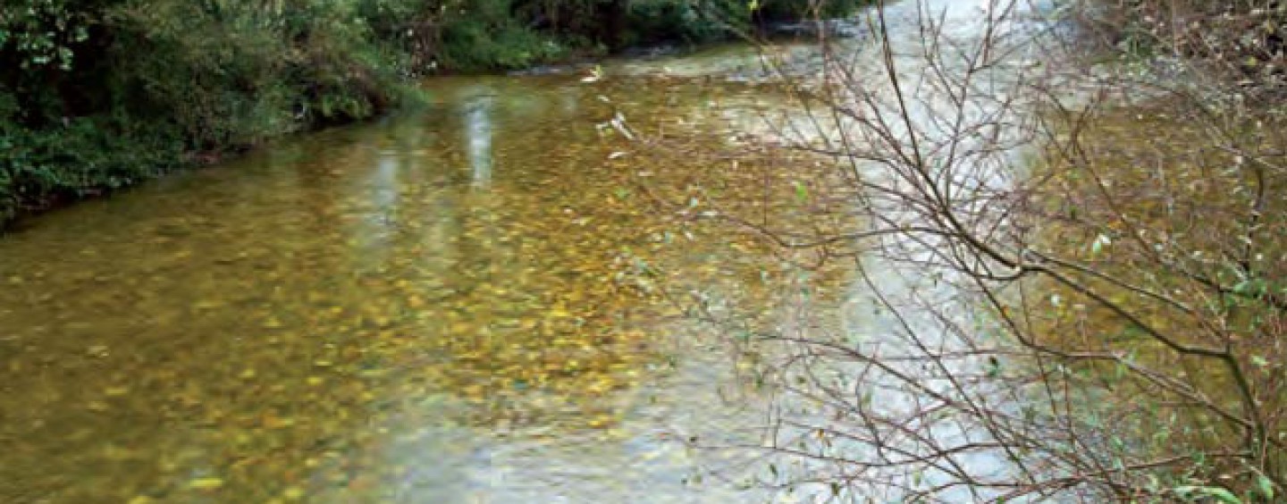 Los ríos salmoneros de España (XIV): El salmón en el río Negro, un pequeño río con potencial para recuperar
