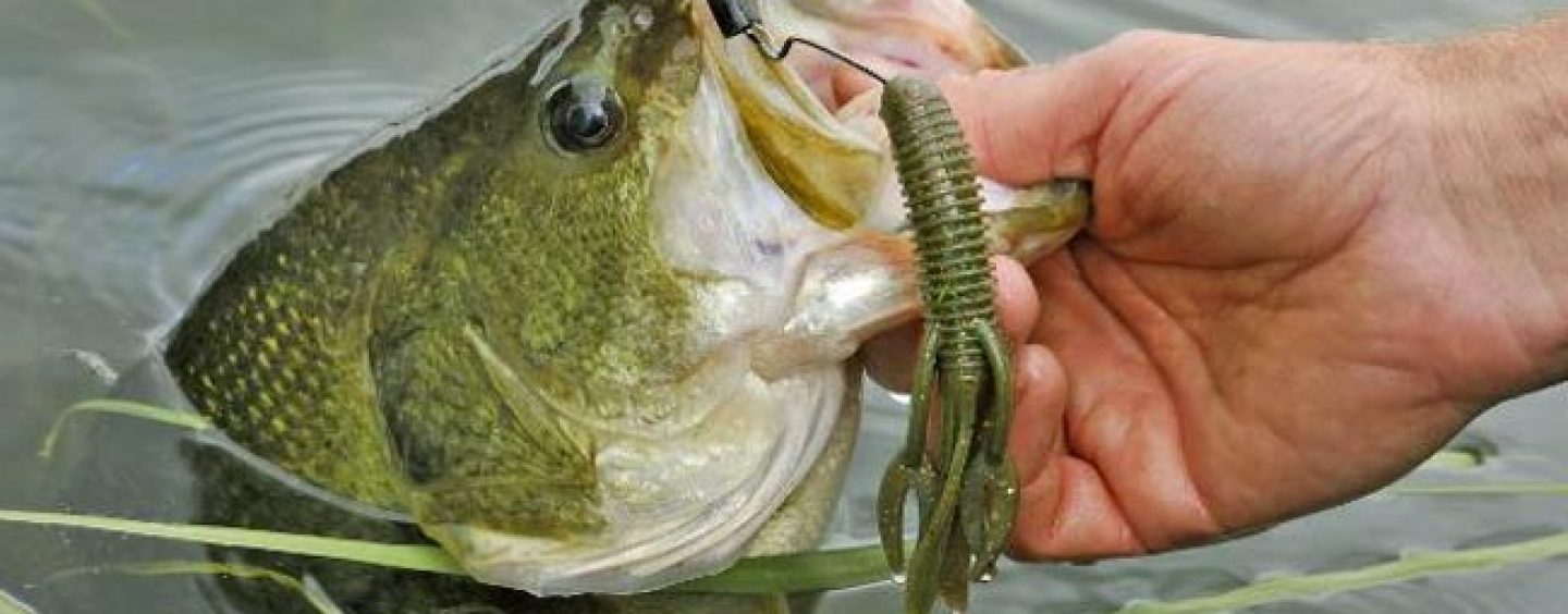 Decir a un lado Inhalar Enciclopedia Las mejores técnicas para pescar black bass en otoño | Revista de pesca  deportiva – Coto de PeZca