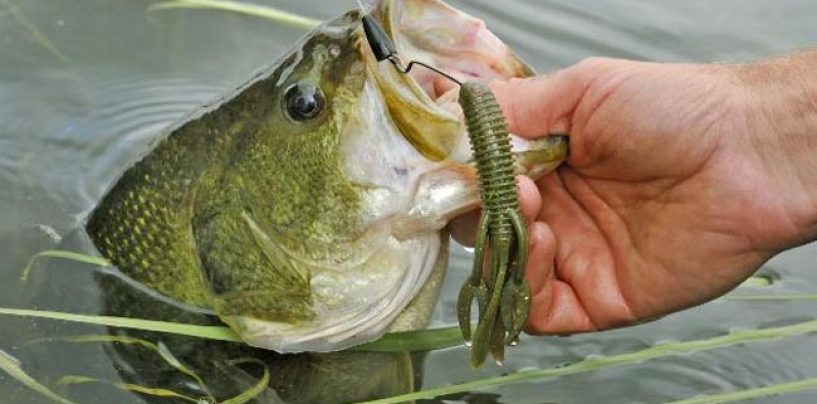 Las mejores técnicas para pescar black bass en otoño