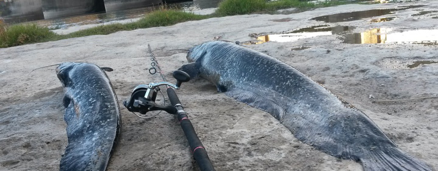 Que equipo utilizar en la pesca de siluro al lance desde la orilla