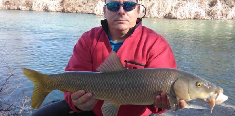 Invierno: buena época para la pesca del barbo