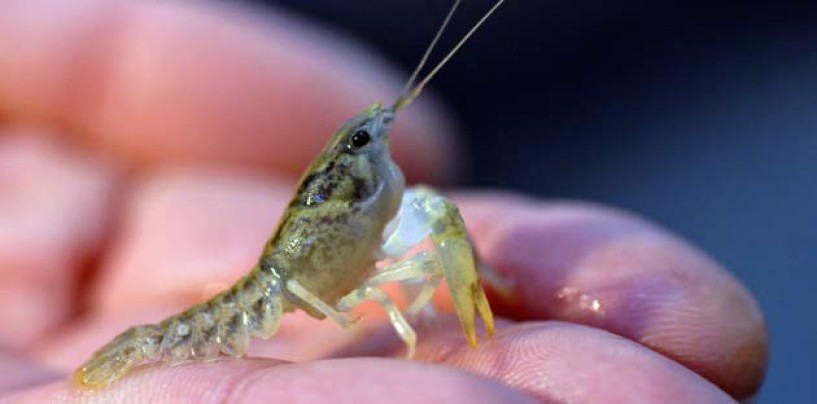 Pescar con cangrejos de río en el mar