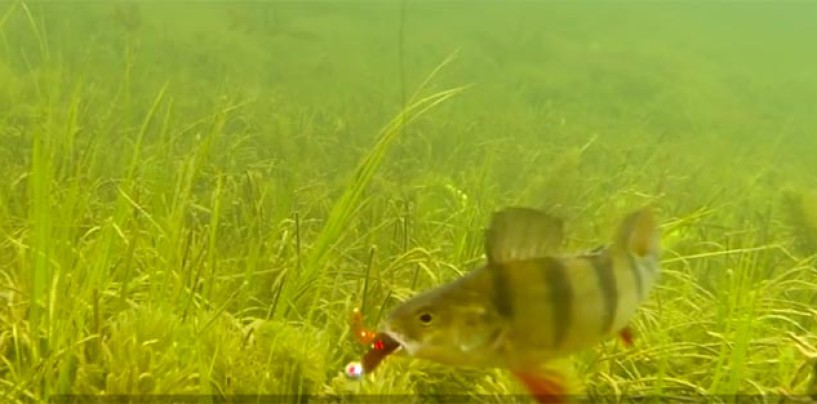 La pesca de la perca europea en cuando entre el fin del invierno y arranque de primavera