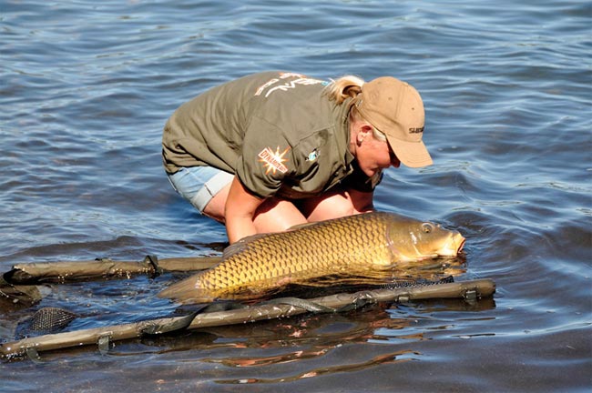 devolviendo-carpa