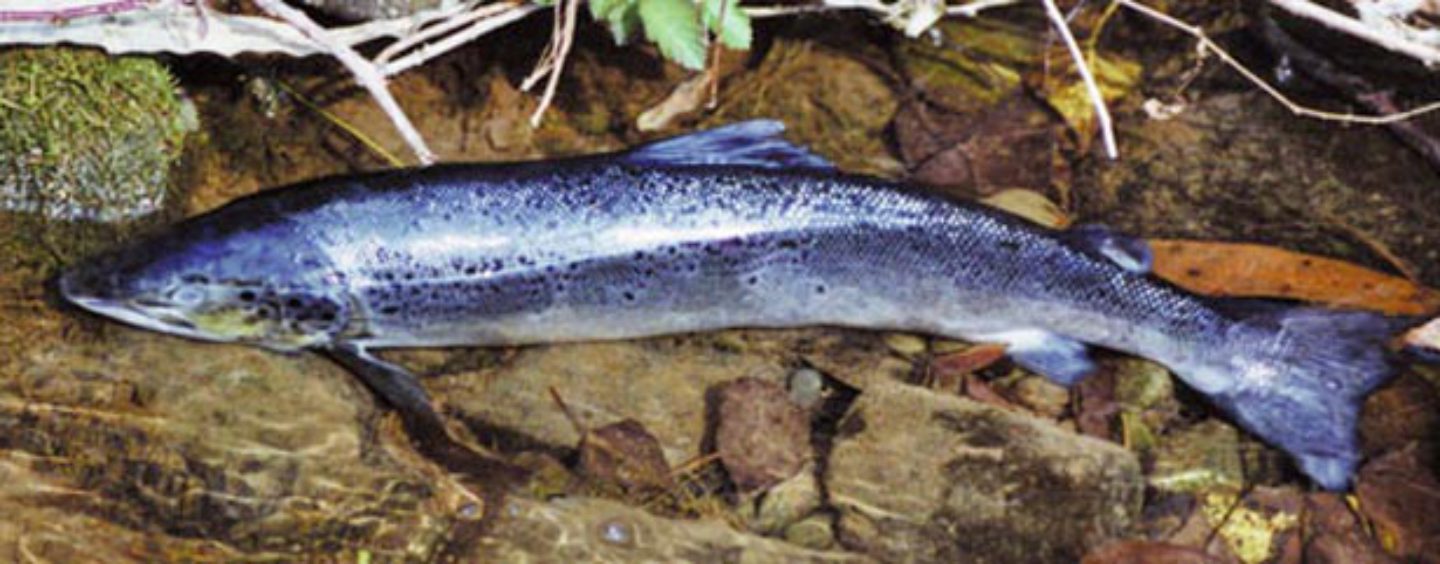 Los ríos salmoneros de España (XXV): El salmón en el río Mayor, el sueño cumplido de ver de nuevo los salmones en Vizcaya