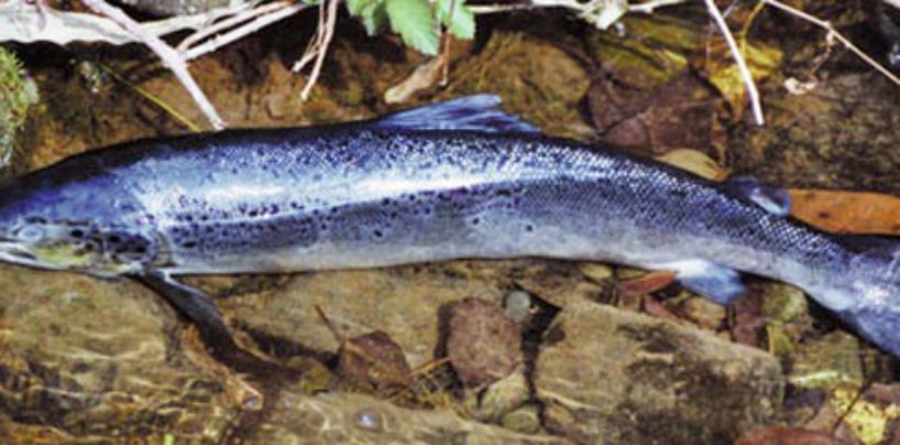 Los ríos salmoneros de España (XXV): El salmón en el río Mayor, el sueño cumplido de ver de nuevo los salmones en Vizcaya