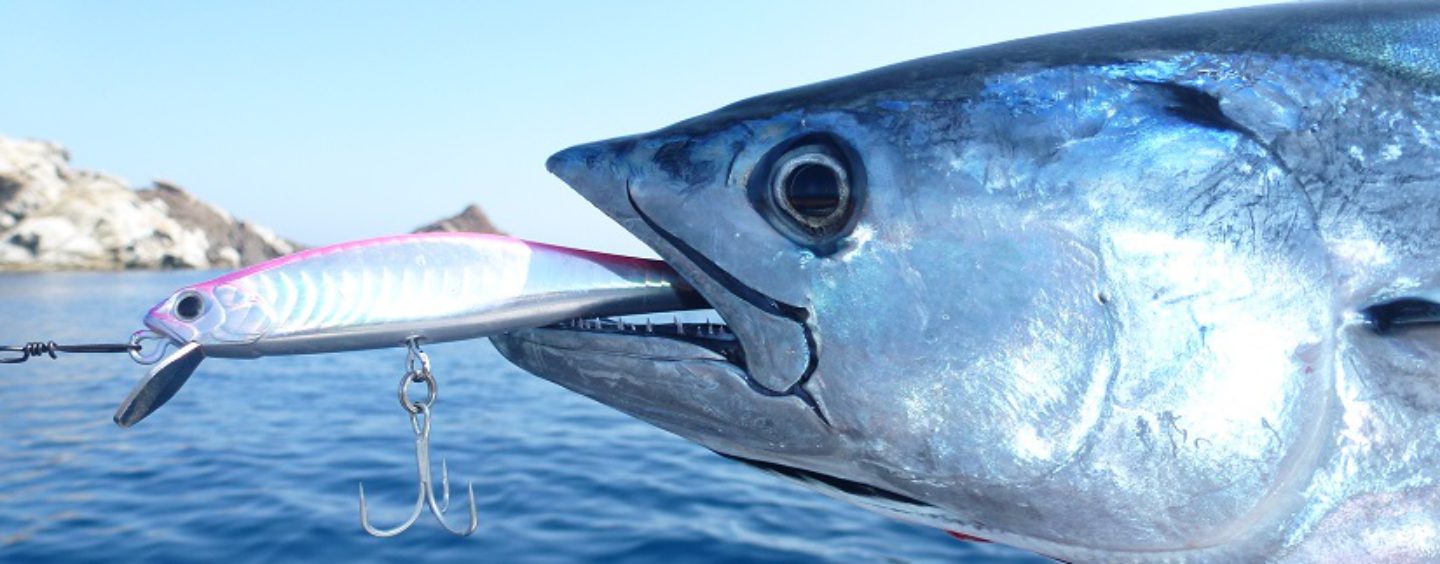 La emoción de la pesca de bonitos a spinning