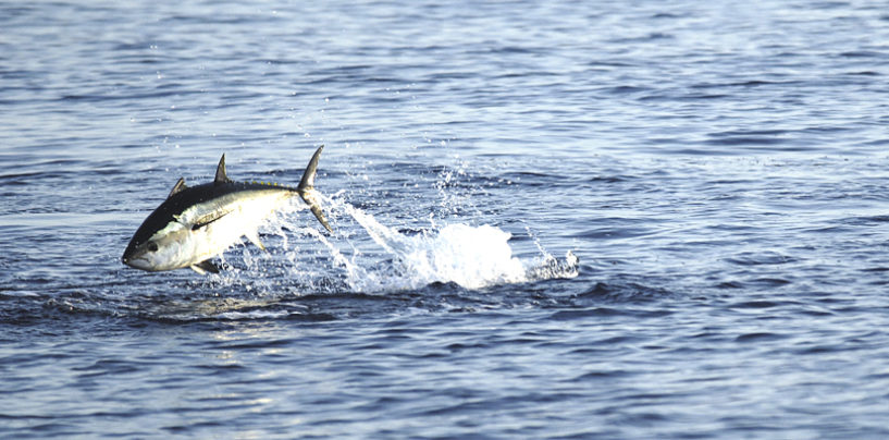 Como, donde y cuando practicar la pesca del atun rojo
