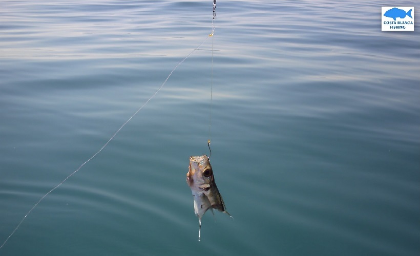 pesca con cebo vivo