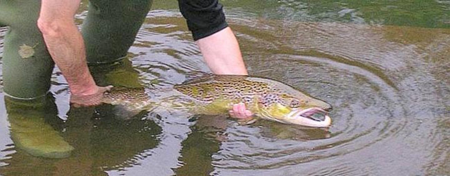 Los ríos salmoneros de España (XXVII): El salmón en el río Oria, una recuperación superando obstáculos