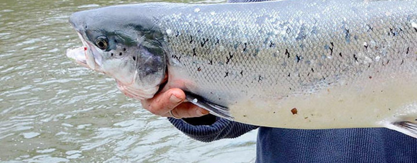 Los ríos salmoneros de España (XXX): el salmón en el río Bidasoa, nuestro salmón más oriental