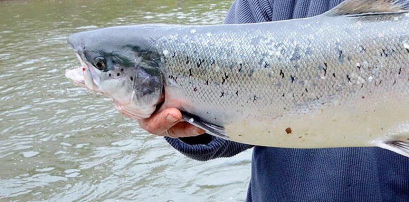 Los ríos salmoneros de España (XXX): el salmón en el río Bidasoa, nuestro salmón más oriental