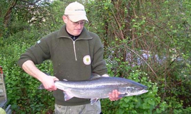 salmon-urumea
