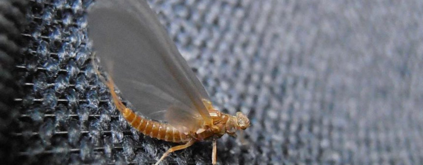 Ephemerella Ignita, la clásica mosca de verano que no debe faltar en los últimos días de temporada