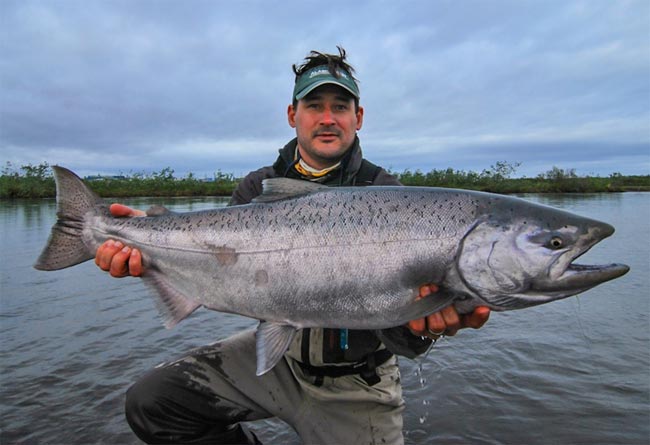 salmon-chinook-king-salmon