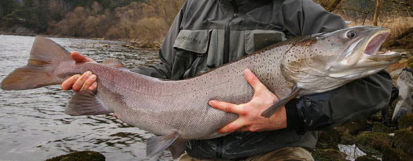 Destinos de pesca: Pesca en Eslovenia, Salmón del Danubio, tímalo y muchas más en la cuenca del Danubio (II)