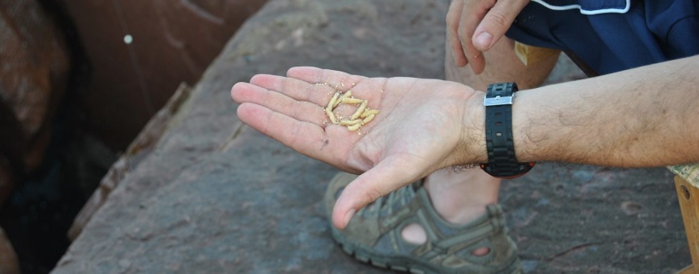 ¿Has probado a pescar con asticot en el mar?