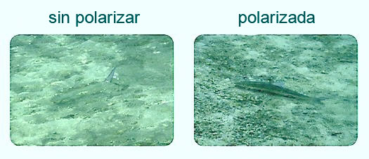 polarizada