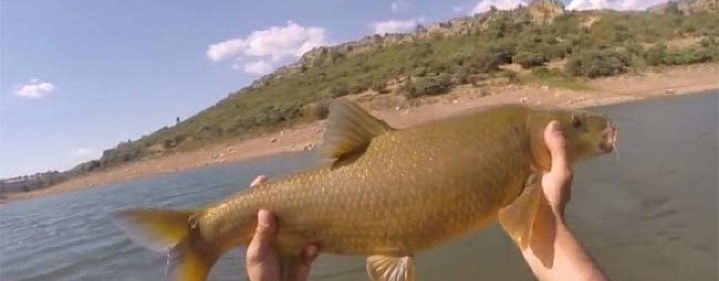 Claves para practicar la pesca de barbos a spinning