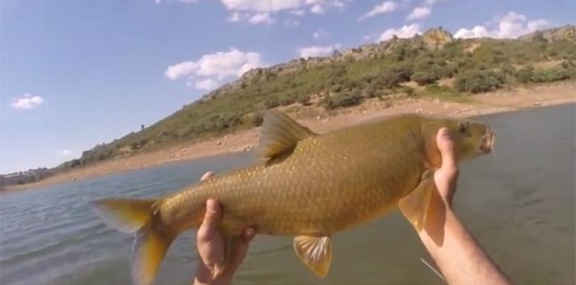 Claves para practicar la pesca de barbos a spinning