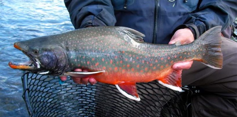 Destinos de pesca: Pesca en Alaska (II) el Salvelino Dolly Varden