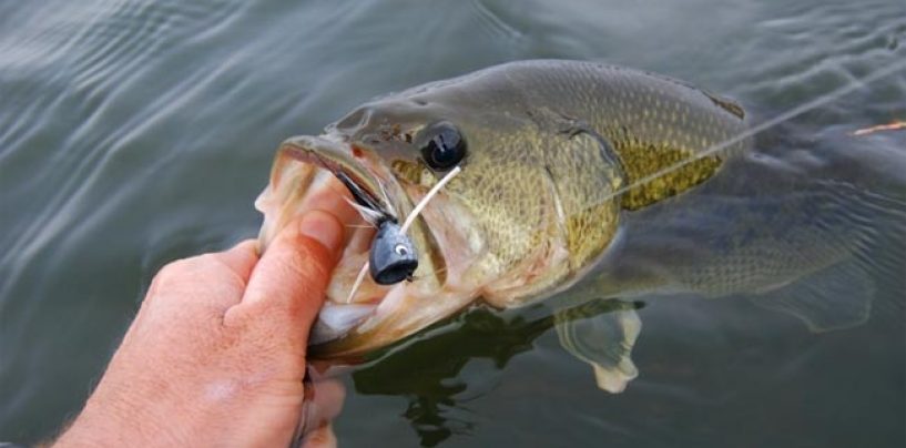 Otoños cálidos, otro buen momento de la pesca del black bass a mosca