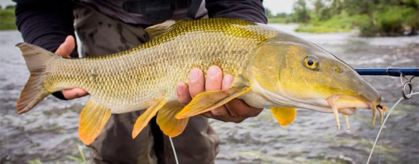 Qué necesitas para pescar barbos a mosca este otoño