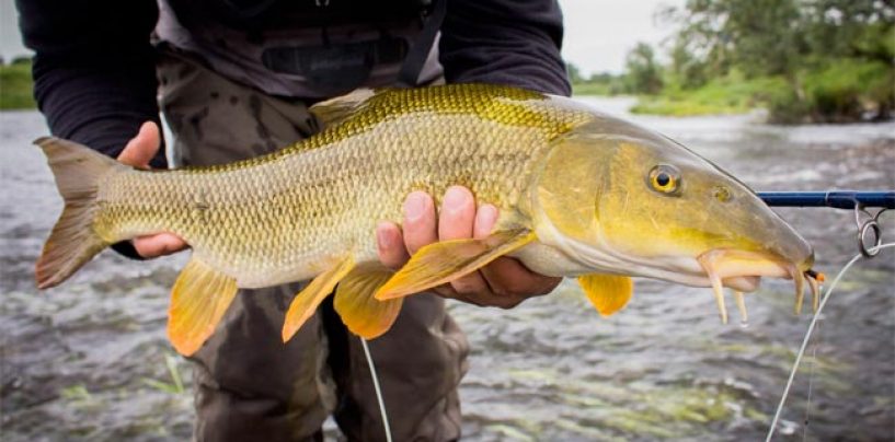 Qué necesitas para pescar barbos a mosca este otoño