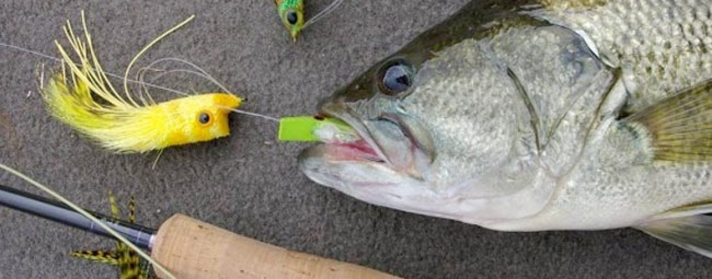 El otoño es también para la pesca del black bass a mosca