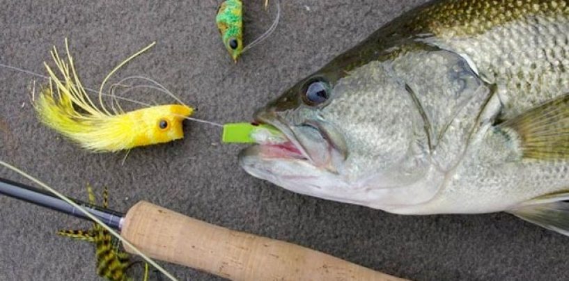 El otoño es también para la pesca del black bass a mosca