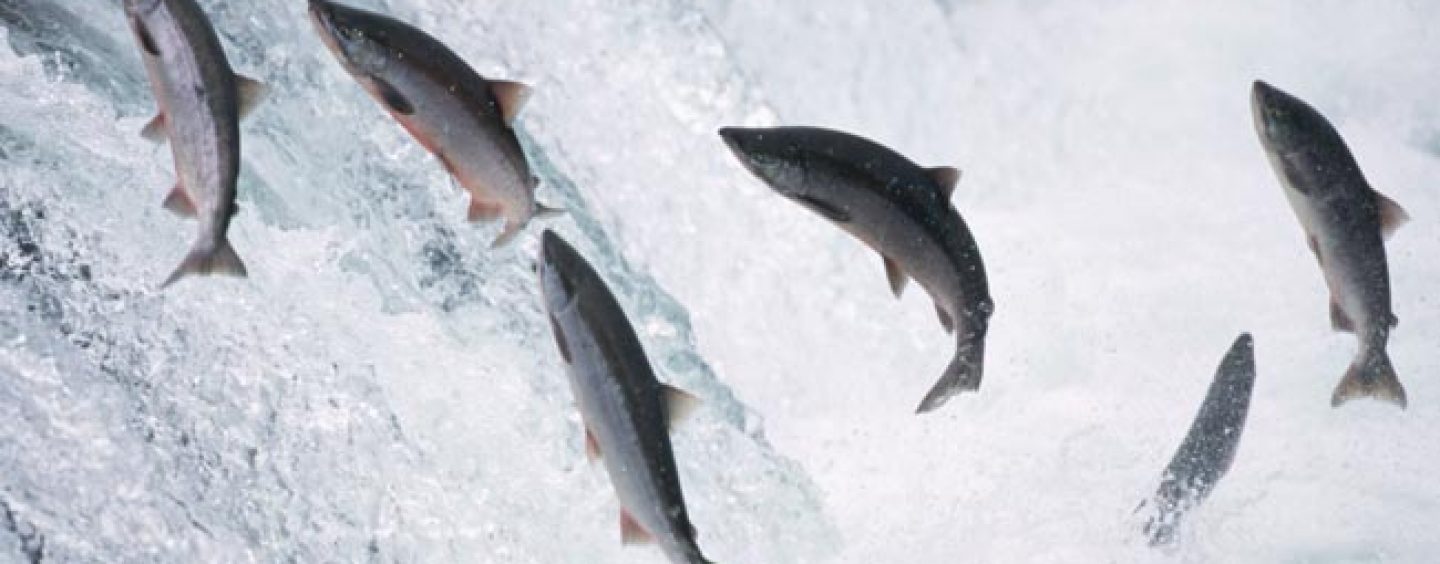El falso mito de la abundancia del salmón en el pasado