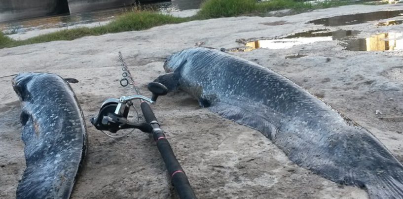 Sacrificio in situ de las capturas, Aragón abre el camino sobre un futuro complicado para pescadores y competiciones