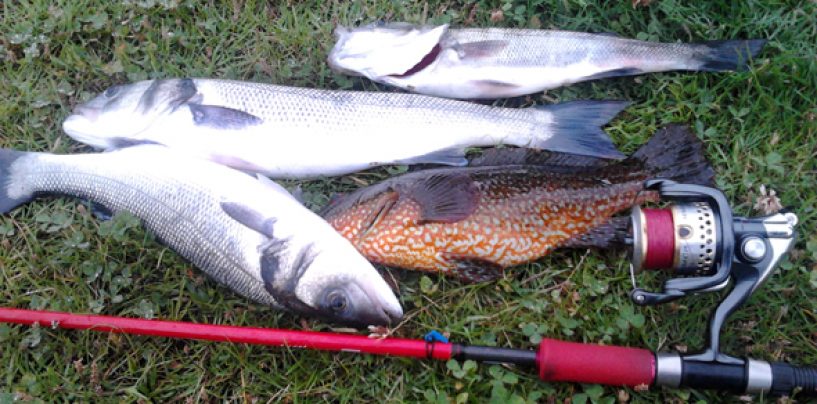 Cucharillas para lubina: Técnica y mejores señuelos para la reina del mar