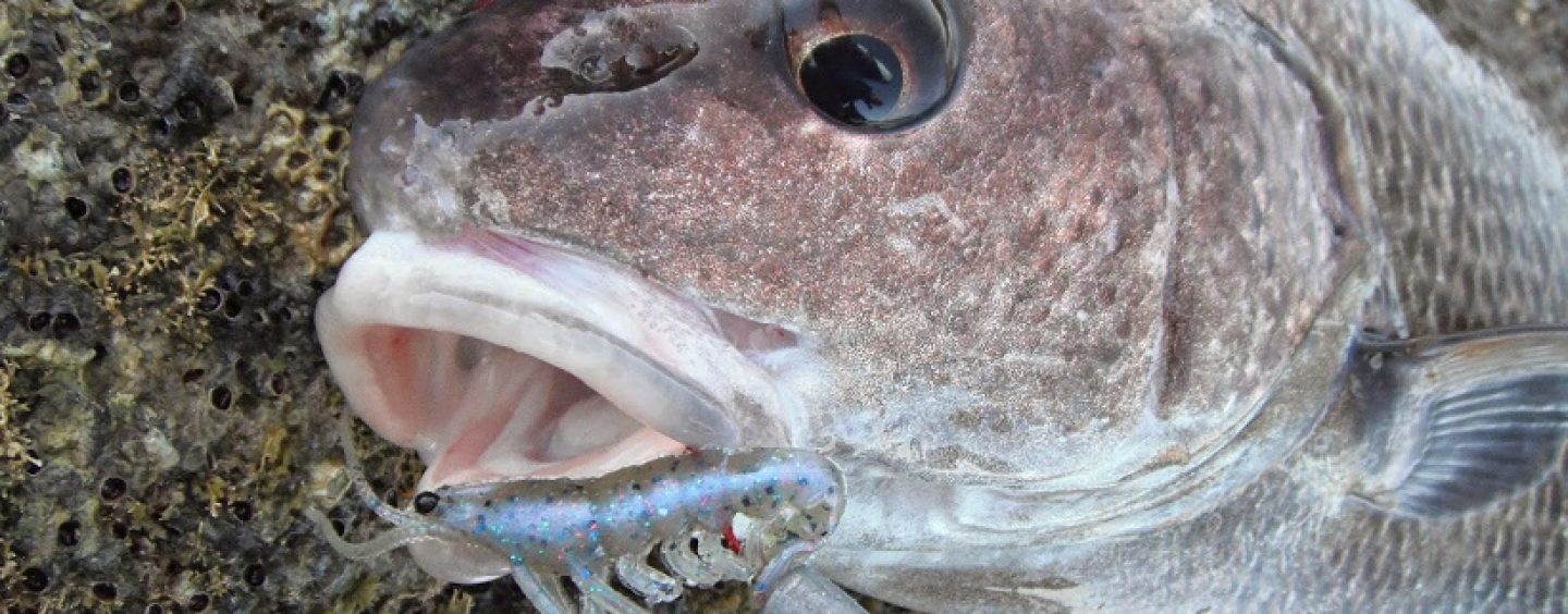 La pesca de la corva, deseada para los amantes de la pesca en roquedos