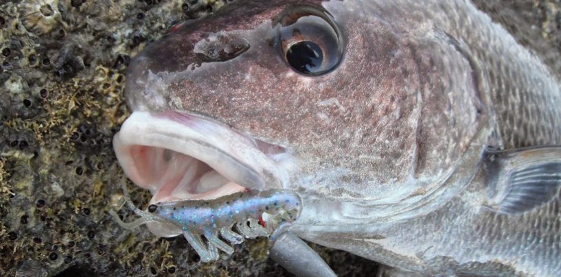 La pesca de la corva, deseada para los amantes de la pesca en roquedos