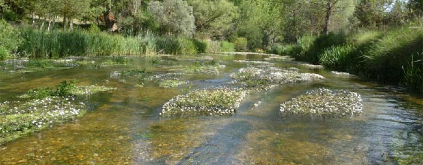 Los mejores ríos trucheros de España (X): El río Ucero