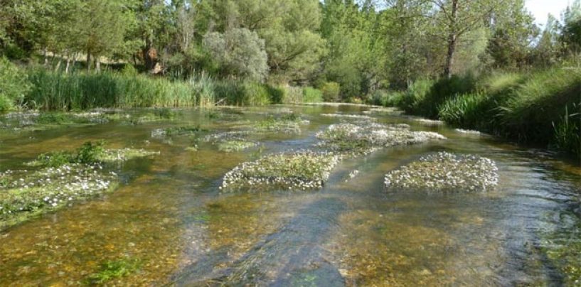 Los mejores ríos trucheros de España (X): El río Ucero