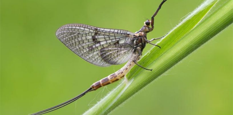 Ephemera Danica la mosca de mayo por excelencia