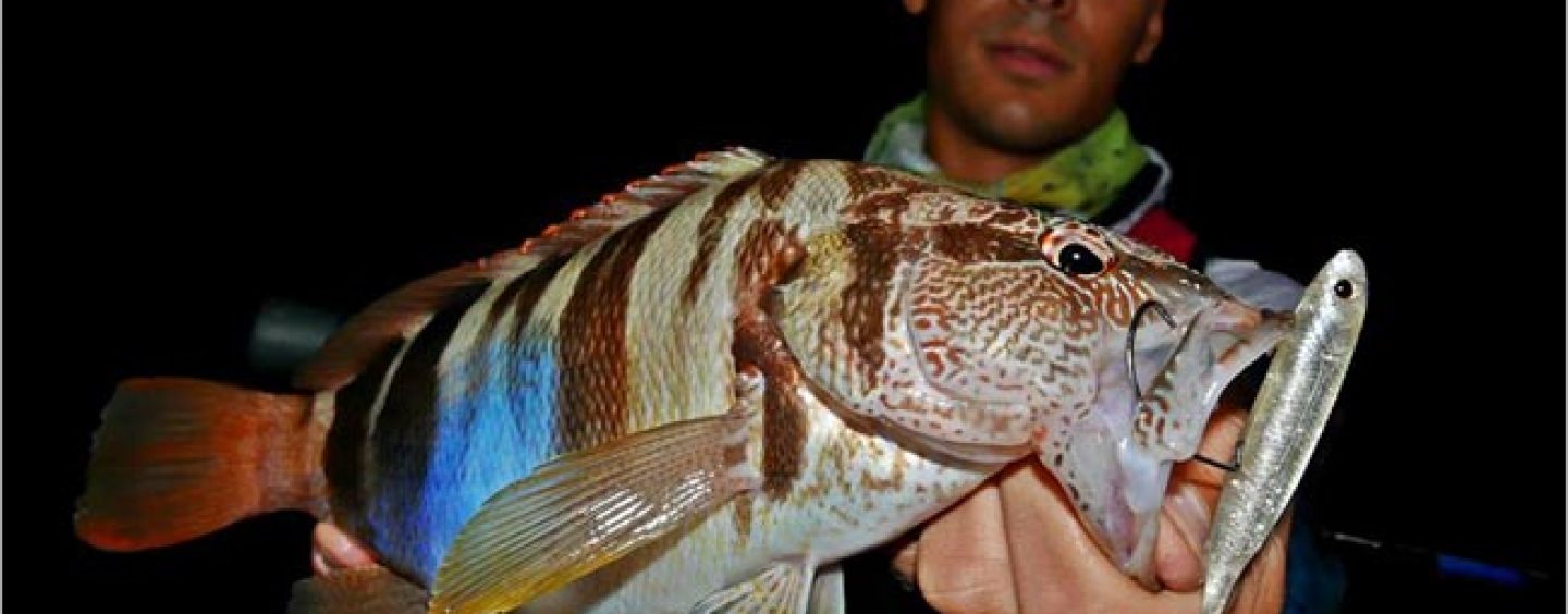 Spinning de segunda, cuando la pesca de especies marinas secundarias nos garantiza jornadas de diversión