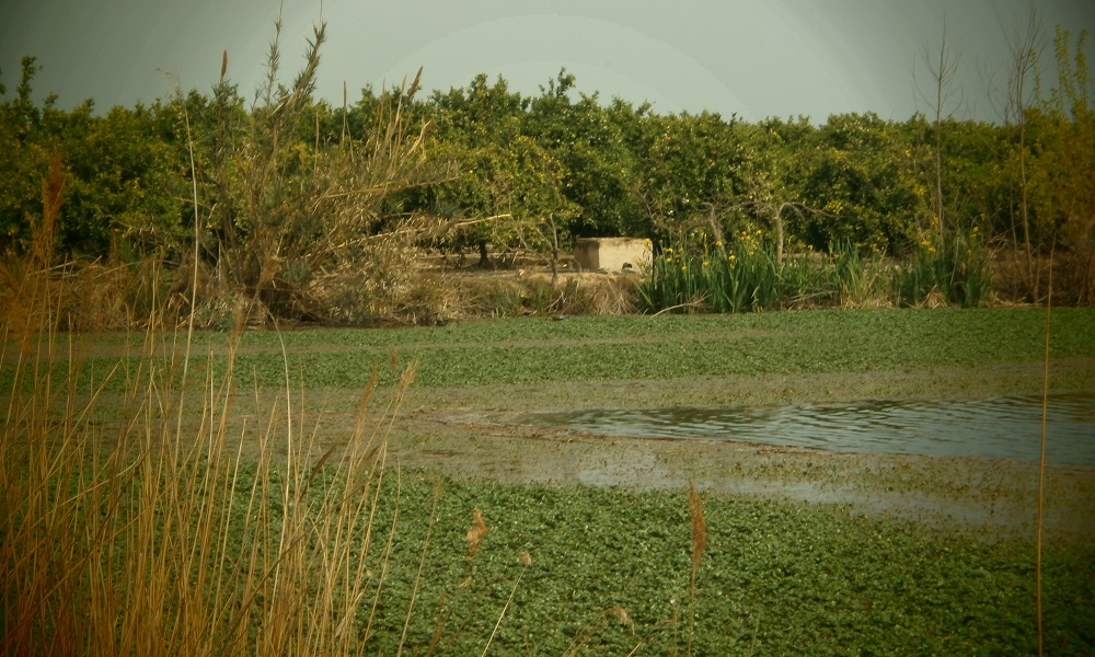 Vegetación acuática, enemigo de la pesca y oportunidad para usar Hollow Baits