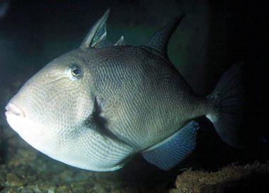 La pesca del pez ballesta: Una excelente y divertida opción para el verano