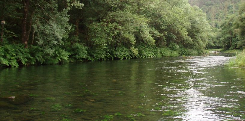 Pesca en el Coto de Ombre en el Rio Eume