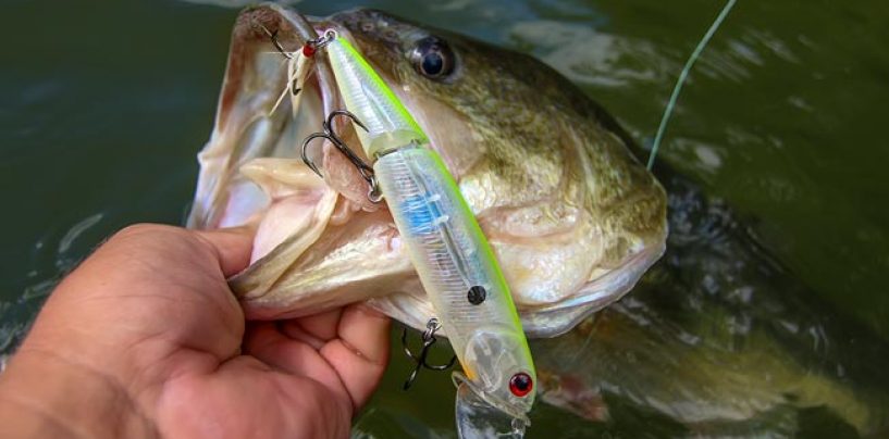 Cuatro tipos de recogidas para cranckbaits que marcan la diferencia