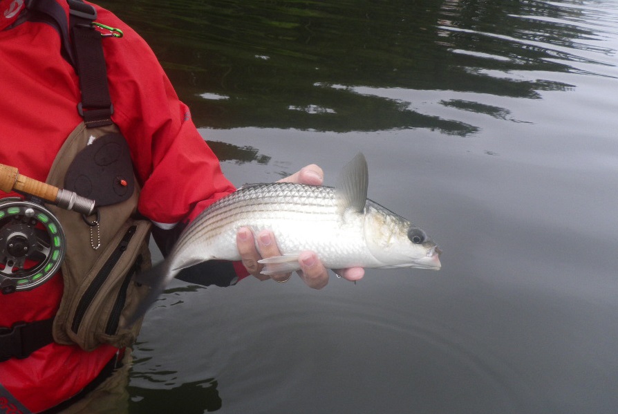 pesca de mújol en la ria lires